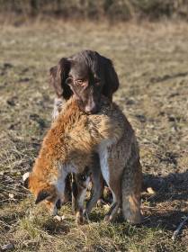 Holly v.d. Mainauen (Německý dlouhosrstý ohař)