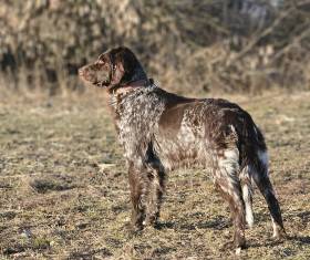 Holly v.d. Mainauen (Německý dlouhosrstý ohař)