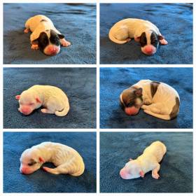 Betty Poklad z Wilsonova lesa (Coton de Tuléar)