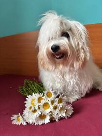 Ailin Poklad Pálavy (Coton de Tuléar)