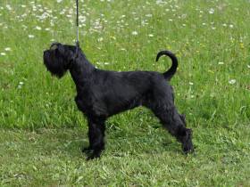 Cora Dog Hill Smederov