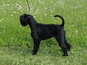 Connie Dog Hill Smederov (Knírač střední)