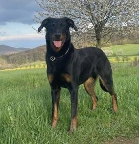 Guppy z Dorky (Beauceron)