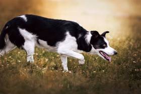 Brona Od Roubenky .Peggy