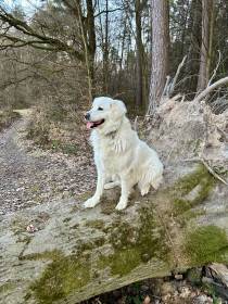 Bella Mia Ostrá Hora (Slovenský čuvač)
