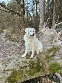 Bella Mia Ostrá Hora (Slovenský čuvač)