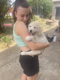 Gorgeous Beauty Kingliness (Zlatý retrívr)