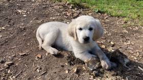 Gorgeous Beauty Kingliness (Zlatý retrívr)