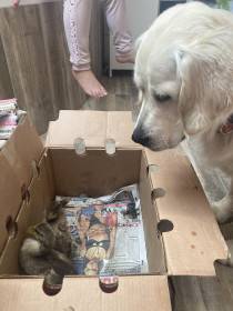 Gorgeous Beauty Kingliness (Zlatý retrívr)