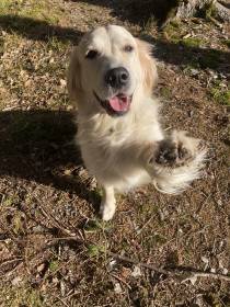 Gorgeous Beauty Kingliness (Zlatý retrívr)