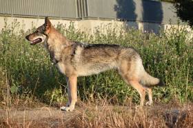 Aegwynn Drina Aeghyra (Československý vlčák)