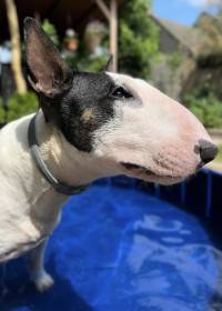 Annemarie Von Andělský Klabáček (Bulteriér)