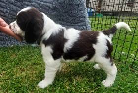 Feebee Haršániho dvor (Anglický špringršpaněl)