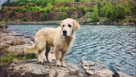 Lagertha z Liblických rákosin (Zlatý retrívr)