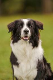 Bella od Lomu Leštinka (Border kolie)