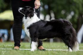Bella od Lomu Leštinka (Border kolie)