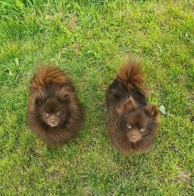 Pienenpolun Ruskea Kristalli (Německý špic malý)