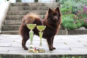 Grace Gentle Tyrnacanis (Německý špic střední)