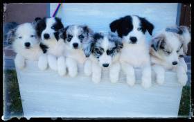 Breisi Fairing Work (Border kolie)