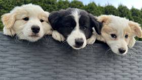 Breisi Fairing Work (Border kolie)