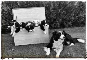 Breisi Fairing Work (Border kolie)