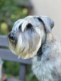 Opale Saltus ze Zahrabske (Knírač střední)