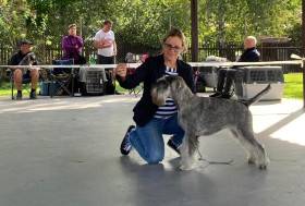 Opale Saltus ze Zahrabske (Knírač střední)