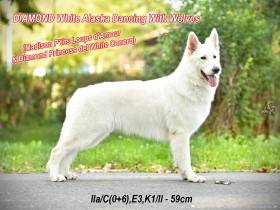 DIAMOND WHITE ALASKA Dancing With Wolves (Bílý švýcarský ovčák)