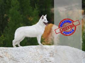 Frozen Of Trebons Berger Blanc (Bílý švýcarský ovčák)