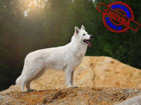 Vendetta Od Bijelih Andela (Bílý švýcarský ovčák)