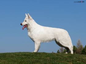 Skazka Iz Beloy Brigady (Bílý švýcarský ovčák)