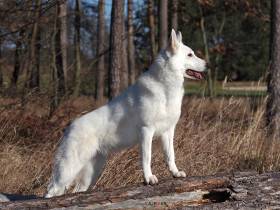 Bella Beetle Niktel (Bílý švýcarský ovčák)