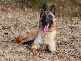 CIE.JCIB.GrCh. CYTRA Kwanah, NHAT (Belgický ovčák Malinois)