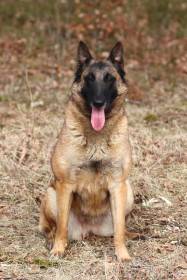 CIE.JCIB.GrCh. STELLA de la Tangi Morgane, NHAT (Belgický ovčák Malinois)