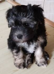 Dília Touch of Empathy (Lvíček)