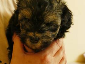 Dília Touch of Empathy (Lvíček)