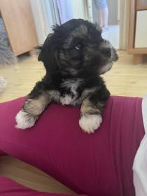 Dília Touch of Empathy (Lvíček)