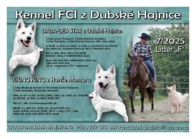 Dada-Dea Star z Dubské Hajnice (Bílý švýcarský ovčák)