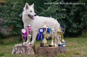 Dada-Dea Star z Dubské Hajnice (Bílý švýcarský ovčák)