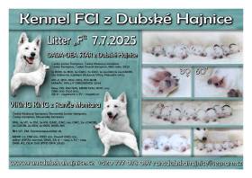 Dada-Dea Star z Dubské Hajnice (Bílý švýcarský ovčák)