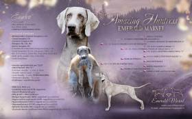 Amazing Huntress Emerald Marvel (Výmarský ohař)