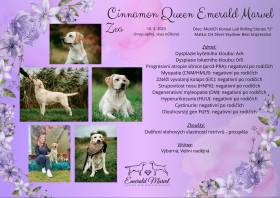 Cinnamon Queen Emerald Marvel (Labradorský retrívr)