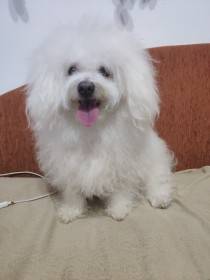 Abigail od Solnické stezky (Boloňský psík)