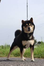 Illinoice ze Zlatého Lankastru (Shiba inu)