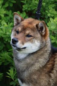 BAKIRA Z ILLIJANU (Shiba inu)