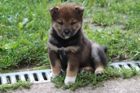 BAKIRA Z ILLIJANU (Shiba inu)