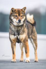 BAKIRA Z ILLIJANU (Shiba inu)