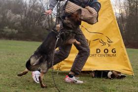 Zira Z Gemera (Německý ovčák)