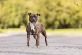 Armande Jasmine Stín dúbravy (Stafordšírský bulteriér)