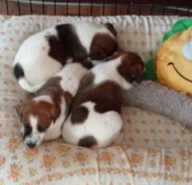 štěňata nar. 2.7.2025